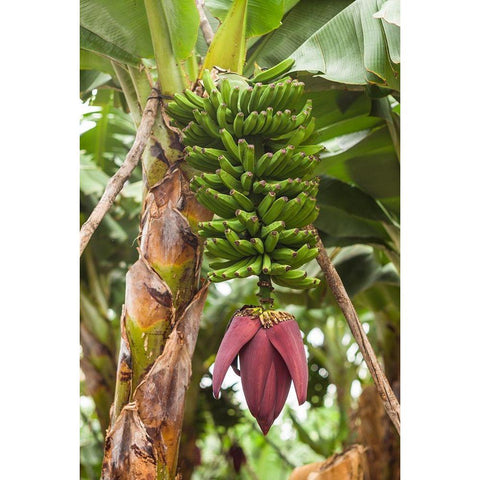 Canary Islands-La Palma Island-San Andres-banana flower Black Modern Wood Framed Art Print by Bibikow, Walter