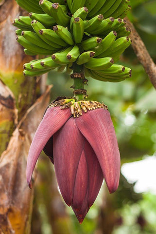 Canary Islands-La Palma Island-San Andres-banana flower White Modern Wood Framed Art Print with Double Matting by Bibikow, Walter