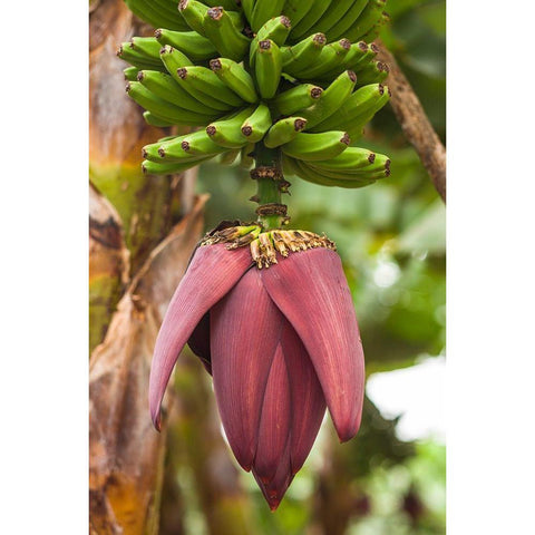 Canary Islands-La Palma Island-San Andres-banana flower Black Modern Wood Framed Art Print by Bibikow, Walter