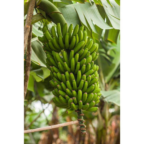 Canary Islands-La Palma Island-San Andres-bananas Black Modern Wood Framed Art Print by Bibikow, Walter