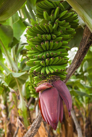 Canary Islands-La Palma Island-San Andres-banana flower White Modern Wood Framed Art Print with Double Matting by Bibikow, Walter