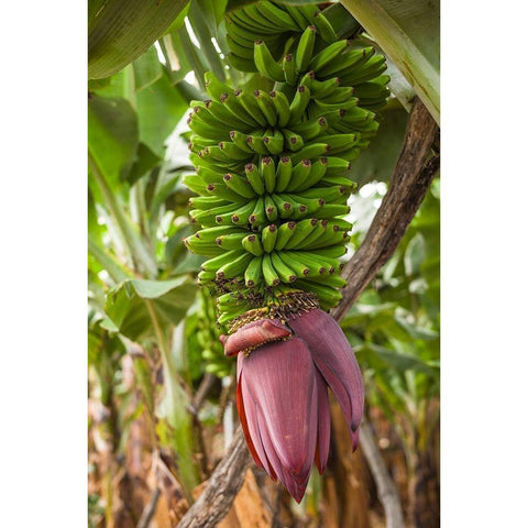 Canary Islands-La Palma Island-San Andres-banana flower Black Modern Wood Framed Art Print with Double Matting by Bibikow, Walter