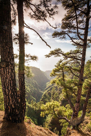 Canary Islands-La Palma Island-Mirador de Garome-elevated coastal view Black Ornate Wood Framed Art Print with Double Matting by Bibikow, Walter