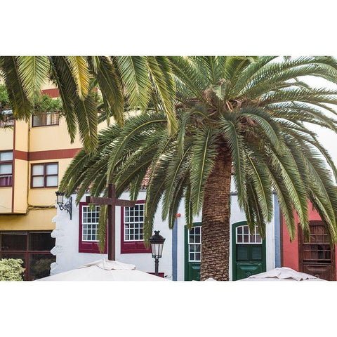 Canary Islands-La Palma Island-Santa Cruz de la Palma-palm tree Gold Ornate Wood Framed Art Print with Double Matting by Bibikow, Walter