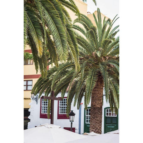 Canary Islands-La Palma Island-Santa Cruz de la Palma-palm tree White Modern Wood Framed Art Print by Bibikow, Walter