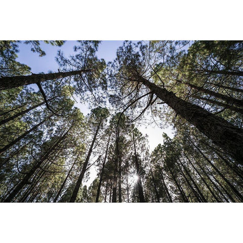 Canary Islands--forest growing in old lava field White Modern Wood Framed Art Print by Bibikow, Walter
