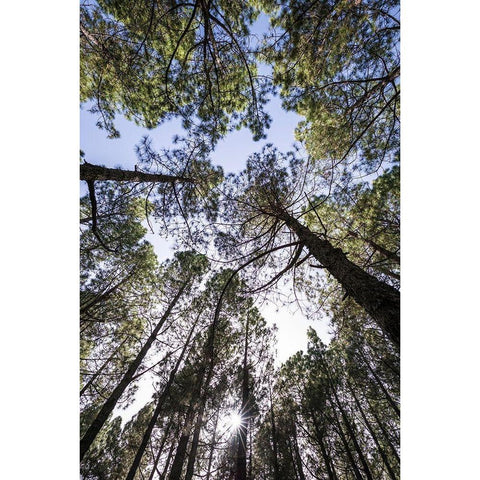 Canary Islands--forest growing in old lava field White Modern Wood Framed Art Print by Bibikow, Walter