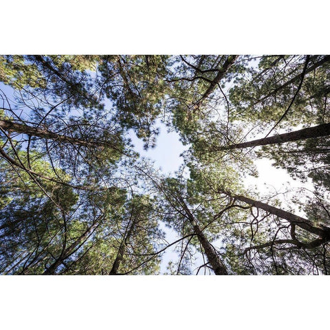 Canary Islands--forest growing in old lava field Black Modern Wood Framed Art Print with Double Matting by Bibikow, Walter