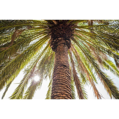 Canary Islands-Tenerife Island-Masca-palm tree White Modern Wood Framed Art Print by Bibikow, Walter