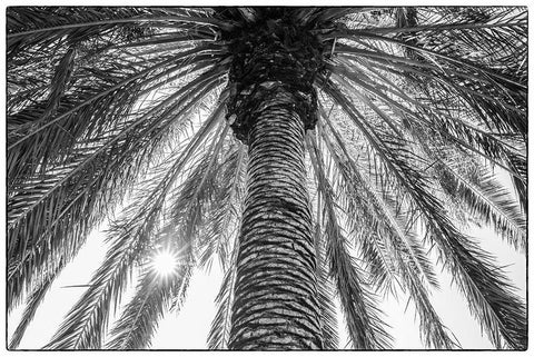 Canary Islands-Tenerife Island-Masca-palm tree Black Ornate Wood Framed Art Print with Double Matting by Bibikow, Walter