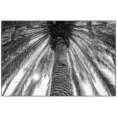 Canary Islands-Tenerife Island-Masca-palm tree Black Modern Wood Framed Art Print with Double Matting by Bibikow, Walter