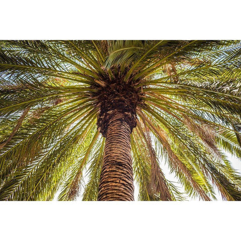 Canary Islands-Tenerife Island-Masca-palm tree Black Modern Wood Framed Art Print with Double Matting by Bibikow, Walter
