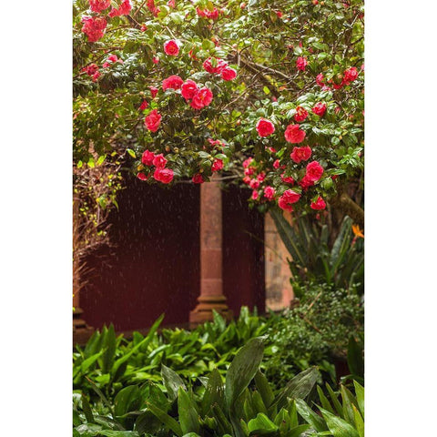 Canary Islands-Tenerife Island-San Cristobal de La Laguna-Convento de San Agustin convent-gardens White Modern Wood Framed Art Print by Bibikow, Walter