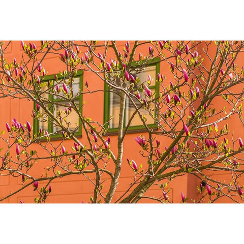 Sweden-Stockholm-Gamla Stan-Old Town-magnolia tree-spring Black Modern Wood Framed Art Print by Bibikow, Walter