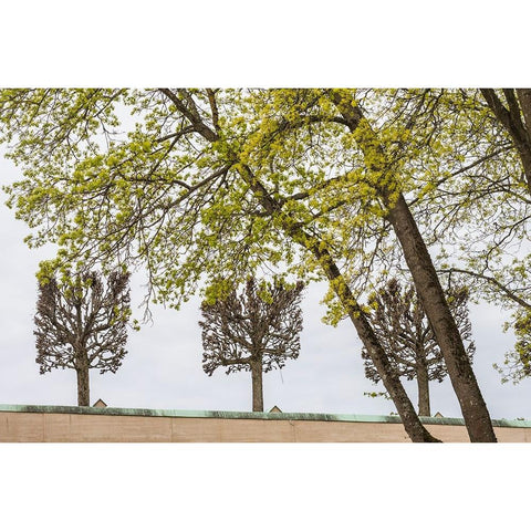 Sweden-Stockholm-trees-early spring Black Modern Wood Framed Art Print by Bibikow, Walter