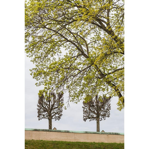 Sweden-Stockholm-trees-early spring Black Modern Wood Framed Art Print by Bibikow, Walter