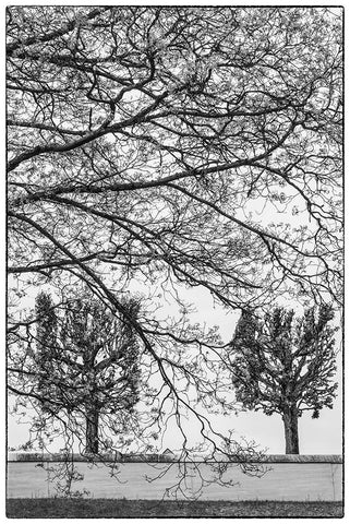 Sweden-Stockholm-trees-early spring Black Ornate Wood Framed Art Print with Double Matting by Bibikow, Walter