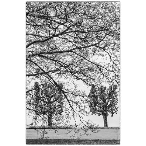 Sweden-Stockholm-trees-early spring Gold Ornate Wood Framed Art Print with Double Matting by Bibikow, Walter