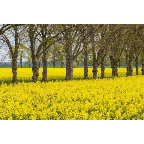 Sweden-Gotland Island-Romakloster-landscape with yellow flowers-springtime Gold Ornate Wood Framed Art Print with Double Matting by Bibikow, Walter