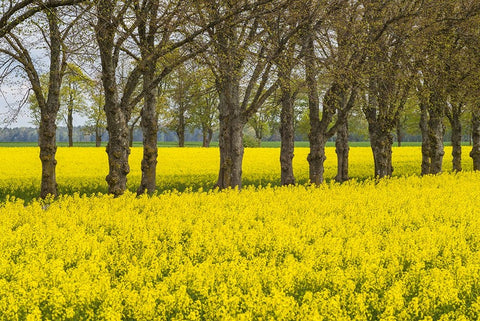 Sweden-Gotland Island-Romakloster-landscape with yellow flowers-springtime White Modern Wood Framed Art Print with Double Matting by Bibikow, Walter