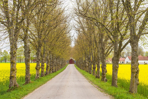 Sweden-Gotland Island-Romakloster-country road with yellow springtime flowers Black Ornate Wood Framed Art Print with Double Matting by Bibikow, Walter