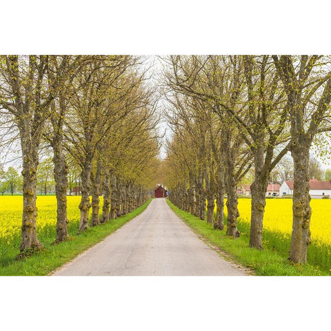 Sweden-Gotland Island-Romakloster-country road with yellow springtime flowers Black Modern Wood Framed Art Print by Bibikow, Walter