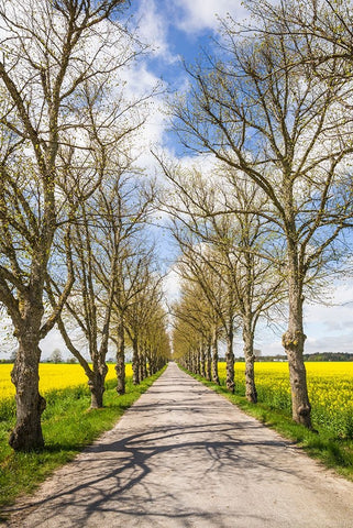 Sweden-Gotland Island-Romakloster-country road with yellow springtime flowers Black Ornate Wood Framed Art Print with Double Matting by Bibikow, Walter