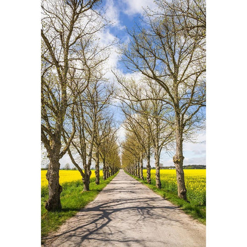 Sweden-Gotland Island-Romakloster-country road with yellow springtime flowers Black Modern Wood Framed Art Print by Bibikow, Walter
