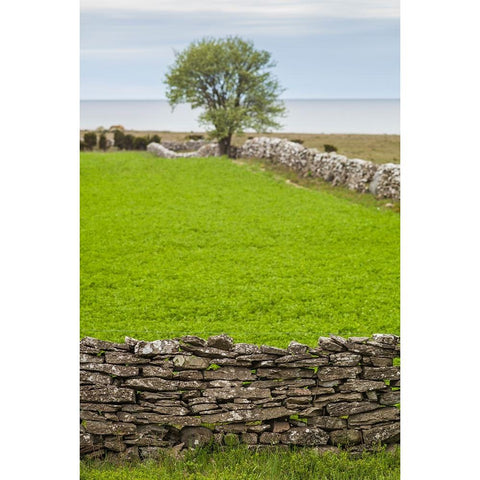Sweden-Gotland Island-Sundre-stone wall-southern Gotland Black Modern Wood Framed Art Print by Bibikow, Walter
