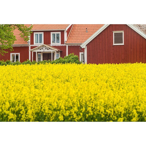 Sweden-Lake Vattern Area-Renstad-farm-springtime Black Modern Wood Framed Art Print by Bibikow, Walter