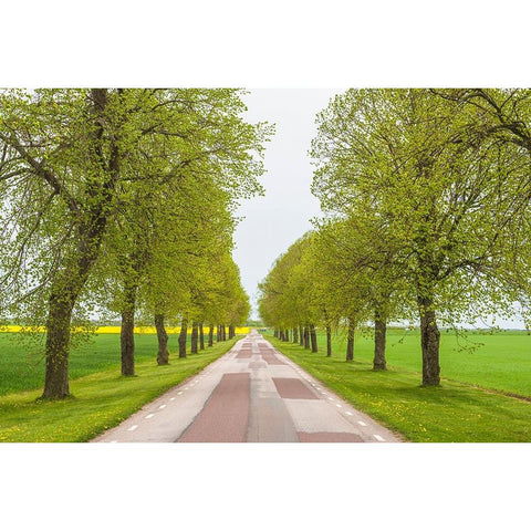 Sweden-Lake Vattern Area-country road-springtime Black Modern Wood Framed Art Print by Bibikow, Walter