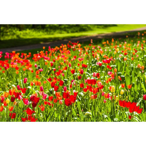 Sweden-Oland Island-Borgholm-Solliden Slott palace-Swedish Royal Family summer palace-palace garden Black Modern Wood Framed Art Print by Bibikow, Walter