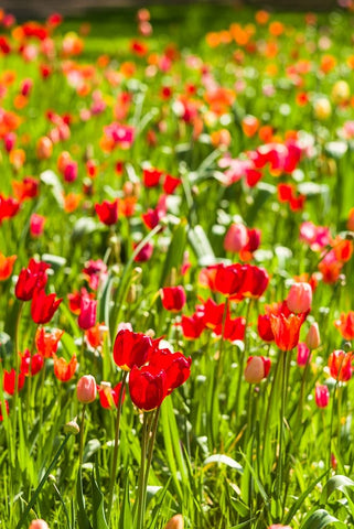 Sweden-Oland Island-Borgholm-Solliden Slott palace-Swedish Royal Family summer palace-palace garden White Modern Wood Framed Art Print with Double Matting by Bibikow, Walter