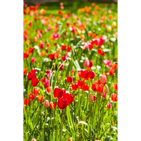 Sweden-Oland Island-Borgholm-Solliden Slott palace-Swedish Royal Family summer palace-palace garden Black Modern Wood Framed Art Print by Bibikow, Walter