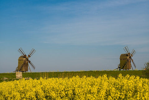 Sweden-Oland Island-Lerkaka-antique wooden windmills White Modern Wood Framed Art Print with Double Matting by Bibikow, Walter