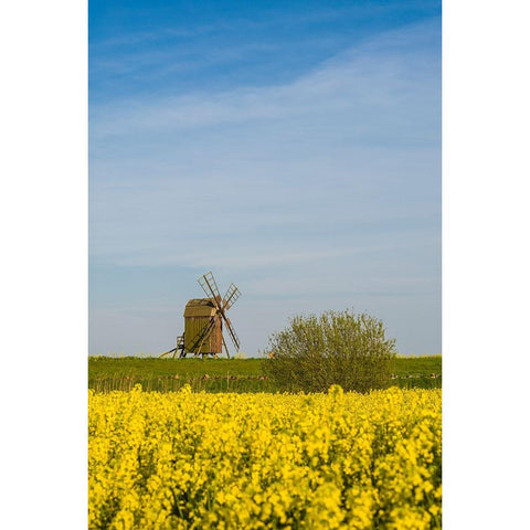 Sweden-Oland Island-Lerkaka-antique wooden windmills Black Modern Wood Framed Art Print by Bibikow, Walter