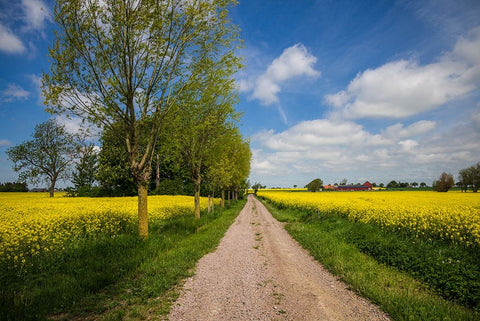 Southern Sweden-Boste lage-country road with yellow flowers-springtime White Modern Wood Framed Art Print with Double Matting by Bibikow, Walter