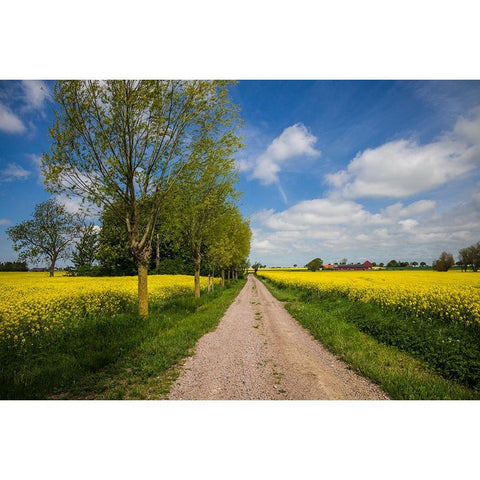 Southern Sweden-Boste lage-country road with yellow flowers-springtime Black Modern Wood Framed Art Print with Double Matting by Bibikow, Walter