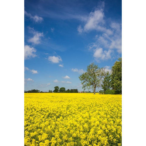 Southern Sweden-Boste lage-filed with yellow flowers-springtime Black Modern Wood Framed Art Print with Double Matting by Bibikow, Walter