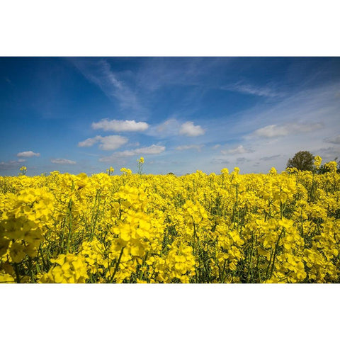 Southern Sweden-Boste lage-filed with yellow flowers-springtime Gold Ornate Wood Framed Art Print with Double Matting by Bibikow, Walter