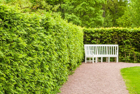 Sweden-Scania-Molle-Krapperups Slott castle-ancient home of the Gyllenstierna family-public garden  Black Ornate Wood Framed Art Print with Double Matting by Bibikow, Walter