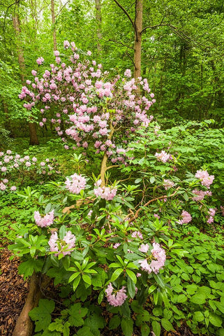 Sweden-Scania-Molle-Krapperups Slott castle-ancient home of the Gyllenstierna family-public garden- Black Ornate Wood Framed Art Print with Double Matting by Bibikow, Walter