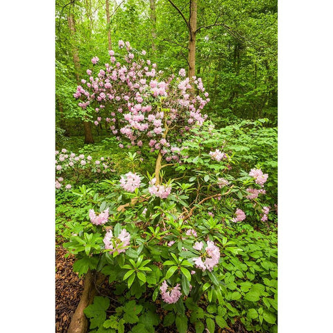 Sweden-Scania-Molle-Krapperups Slott castle-ancient home of the Gyllenstierna family-public garden- Black Modern Wood Framed Art Print with Double Matting by Bibikow, Walter