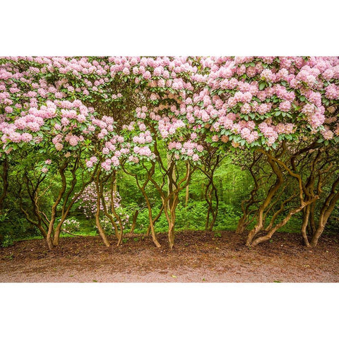 Sweden-Scania-Molle-Krapperups Slott castle-ancient home of the Gyllenstierna family-public garden- White Modern Wood Framed Art Print by Bibikow, Walter