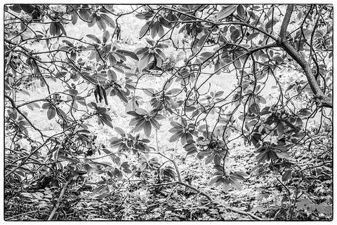 Sweden-Scania-Molle-Krapperups Slott castle-ancient home of the Gyllenstierna family-public garden- White Modern Wood Framed Art Print with Double Matting by Bibikow, Walter