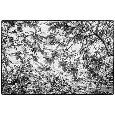 Sweden-Scania-Molle-Krapperups Slott castle-ancient home of the Gyllenstierna family-public garden- Black Modern Wood Framed Art Print by Bibikow, Walter