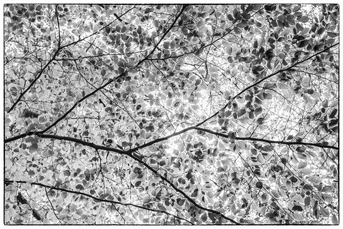 Sweden-Scania-Molle-Krapperups Slott castle-ancient home of the Gyllenstierna family-public garden- White Modern Wood Framed Art Print with Double Matting by Bibikow, Walter