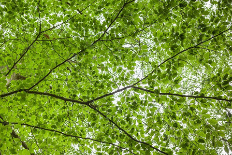 Sweden-Scania-Molle-Krapperups Slott castle-ancient home of the Gyllenstierna family-public garden- Black Ornate Wood Framed Art Print with Double Matting by Bibikow, Walter