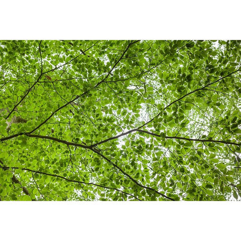 Sweden-Scania-Molle-Krapperups Slott castle-ancient home of the Gyllenstierna family-public garden- Black Modern Wood Framed Art Print by Bibikow, Walter