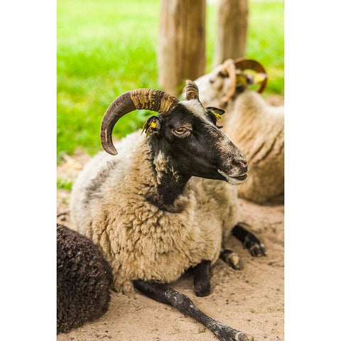 Sweden-Bohuslan-Tanumshede-goat White Modern Wood Framed Art Print by Bibikow, Walter